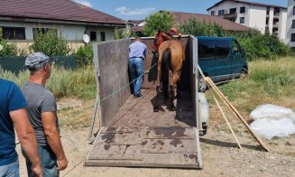 Cal ridicat de poliţie de pe străzile Floreștiului / Amenda pe care trebuie să o achite proprietarul pentru a-l recupera