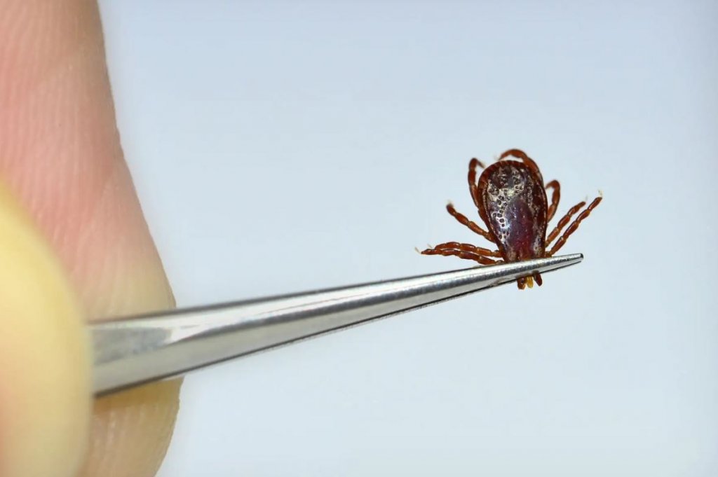 Un virus transmis de capuşe, descoperit relativ recent, se răspândeşte în Europa