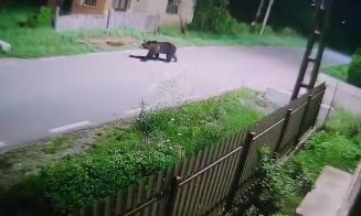 Animale sfâșiate de urs într-o comună din Cluj