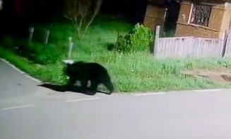 Animale sfâșiate de urs într-o comună din Cluj