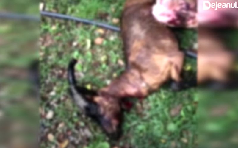 Animale sfâșiate de URS într-o comună din Cluj