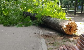 Atenție clujeni la plimbările din Parcul Central. Castanii șubrezi pot cădea pe voi
