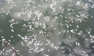 Dezastru ecologic! Mii de pești MORȚI plutesc pe lacul din Gheorgheni