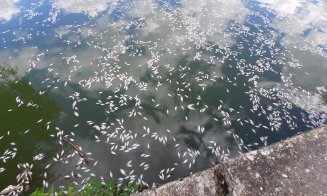 Dezastru ecologic. Mii de pești MORȚI plutesc pe lacul din Gheorgheni