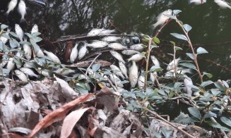 Dezastru ecologic! Mii de pești MORȚI plutesc pe lacul din Gheorgheni