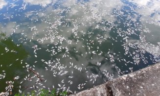 Peşti morţi pe suprafața apei lacului Gheorgheni din Cluj-Napoca