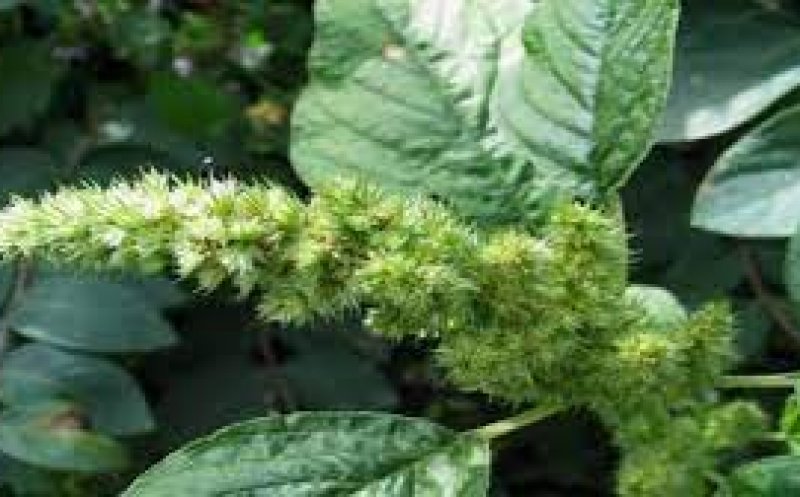 "Boabele lui Dumnezeu", buruiana ALIMENT și MEDICAMENT, considerată plantă a nemuririi. E folosită de mii de ani ca AFRODISIAC