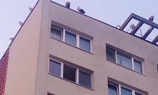 S-a umplut Grigorescu de berze! Îşi antrenează puii pentru primul zbor spre ţările calde