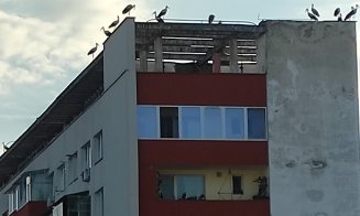 S-a umplut Grigorescu de berze! Îşi antrenează puii pentru primul zbor spre ţările calde