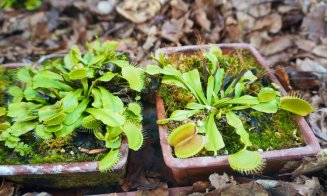 Plantele carnivore își dezvăluie secretele la Grădina Botanică din Cluj-Napoca. Vezi programul
