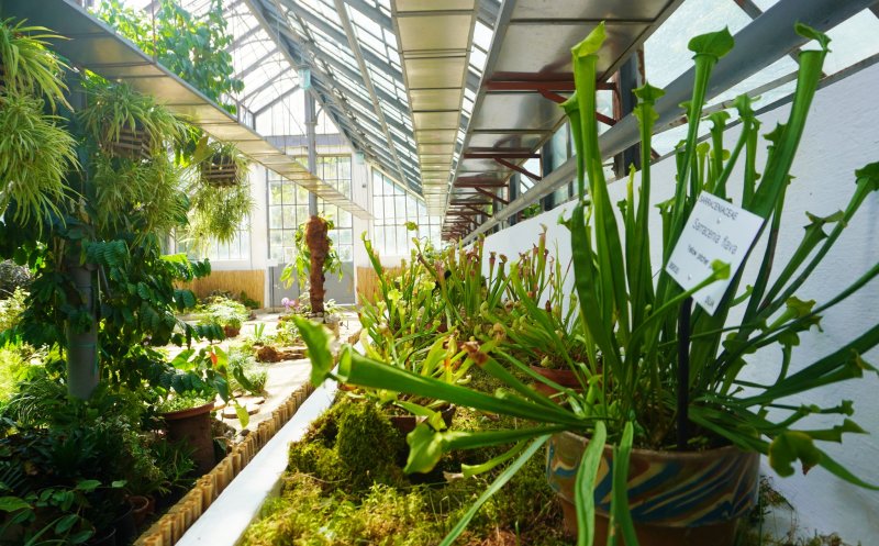 Plantele carnivore își dezvăluie secretele la Grădina Botanică din Cluj-Napoca. Vezi programul