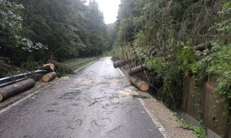 Copaci căzuți pe drum în județul Cluj din cauza furtunii. ISU: „S-au raportat porțiuni de drum blocate”
