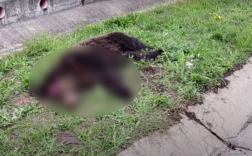 Un URS de sute de kilograme a fost lovit mortal pe A3, la Gilău