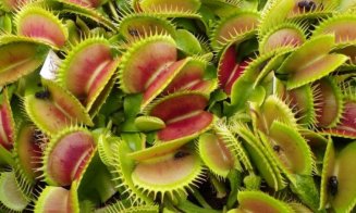 Iată cum acționează capcana plantei Dionaea, cunoscută popular drept planta „Prinde muşte”