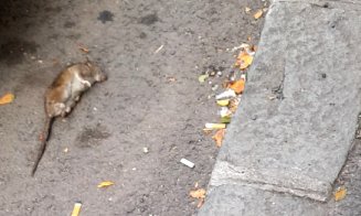 Şobolan mort pe o stradă din Cluj-Napoca / Unde sunăm dacă vedem animale moarte pe domeniul public