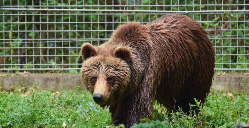 Un urs a fost împuşcat după ce a ajuns în curtea unui liceu: "Aceasta a fost cea mai sigură opţiune"