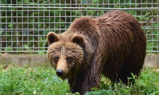 Un urs a fost împuşcat după ce a ajuns în curtea unui liceu: "Aceasta a fost cea mai sigură opţiune"