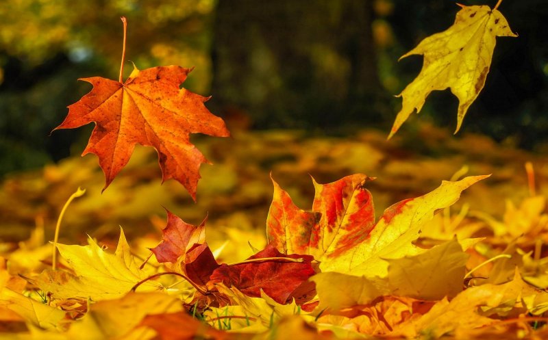 Temperaturi mai ridicate decât cele normale, până la jumătatea lunii octombrie