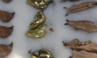 Expoziție de fluturi, la Grădina Botanică