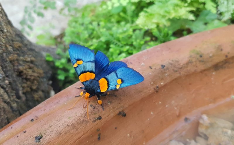 Expoziție de fluturi, la Grădina Botanică