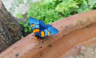 Expoziție de fluturi, la Grădina Botanică