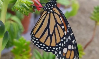 Expoziție de fluturi, la Grădina Botanică