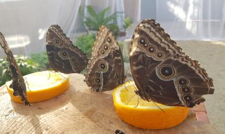 Expoziție de fluturi, la Grădina Botanică