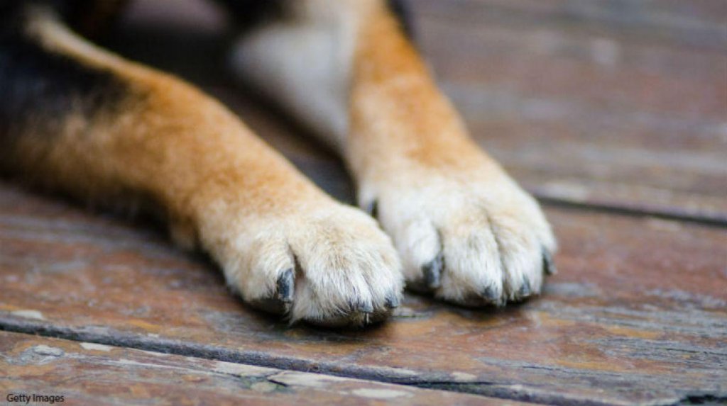 Persoana care a spânzurat un câine lângă o comună din Cluj în urmă cu trei ani, a scăpat nepedepsită