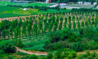 „Pădure” cu peste 600 arbori și peste 100.000 de plante decorative – Parte din Cluj. Ce pregătește IULIUS pentru grădina ce va fi creată prin proiectu