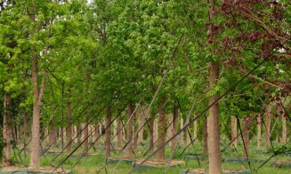 „Pădure” cu peste 600 arbori și peste 100.000 de plante decorative – Parte din Cluj. Ce pregătește IULIUS pentru grădina ce va fi creată prin proiectu