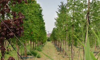 „Pădure” cu peste 600 arbori și peste 100.000 de plante decorative – Parte din Cluj. Ce pregătește IULIUS pentru grădina ce va fi creată prin proiectu