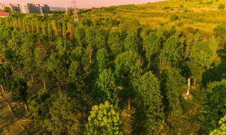 „Pădure” cu peste 600 arbori și peste 100.000 de plante decorative – Parte din Cluj. Ce pregătește IULIUS pentru grădina ce va fi creată prin proiectu