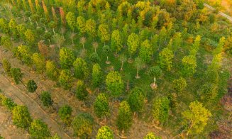 „Pădure” cu peste 600 arbori și peste 100.000 de plante decorative – Parte din Cluj. Ce pregătește IULIUS pentru grădina ce va fi creată prin proiectu