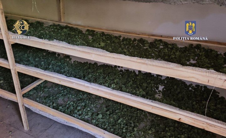 O adevărată fermă de canabis descoperită în zona unui râu. Cultura avea sistem de irigaţii şi era supravegheată cu camere video