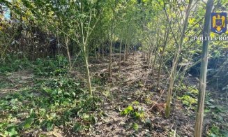 Cultură de canabis descoperită la mai puțin de 30 de km de Câmpia Turzii. Sute de kilograme de “iarbă”, confiscate