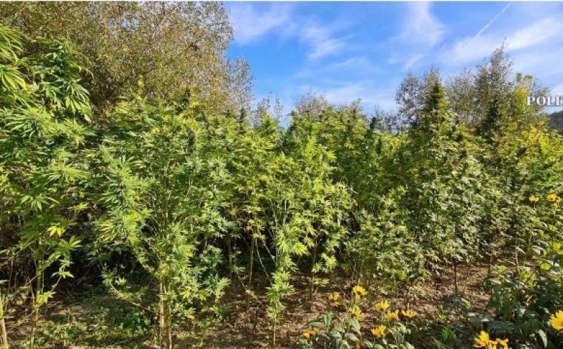 Cultură de canabis descoperită la mai puțin de 30 de km de Câmpia Turzii. Sute de kilograme de “iarbă”, confiscate