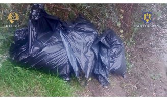Cultură de canabis descoperită la mai puțin de 30 de km de Câmpia Turzii. Sute de kilograme de “iarbă”, confiscate