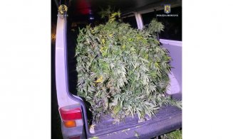 Cultură de canabis descoperită la mai puțin de 30 de km de Câmpia Turzii. Sute de kilograme de “iarbă”, confiscate