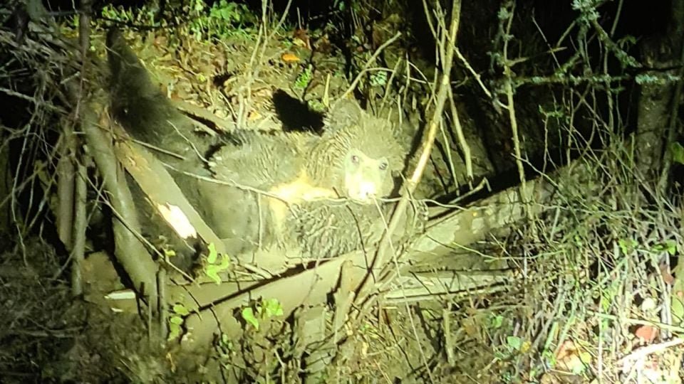 Ursoaică cu doi pui, blocată într-un gard de sârmă. Va fi tranchilizată
