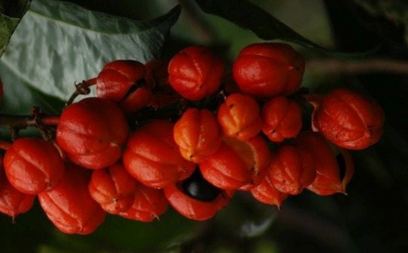 Fructul NEBĂNUIT de sănătos. I se spune "Elixirul Vieții"