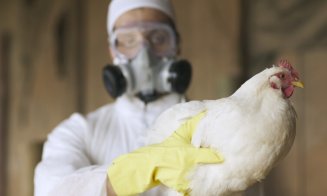 Focar de GRIPĂ AVIARĂ în România! Europa, afectată de un nou val de virus H5N1