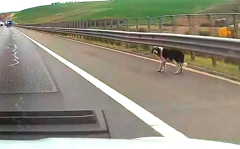 Câine ciobănesc, pe Autostrada Transilvania. Direcția Gilău-Turda