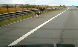 Câine ciobănesc, pe Autostrada Transilvania. Direcția Gilău-Turda