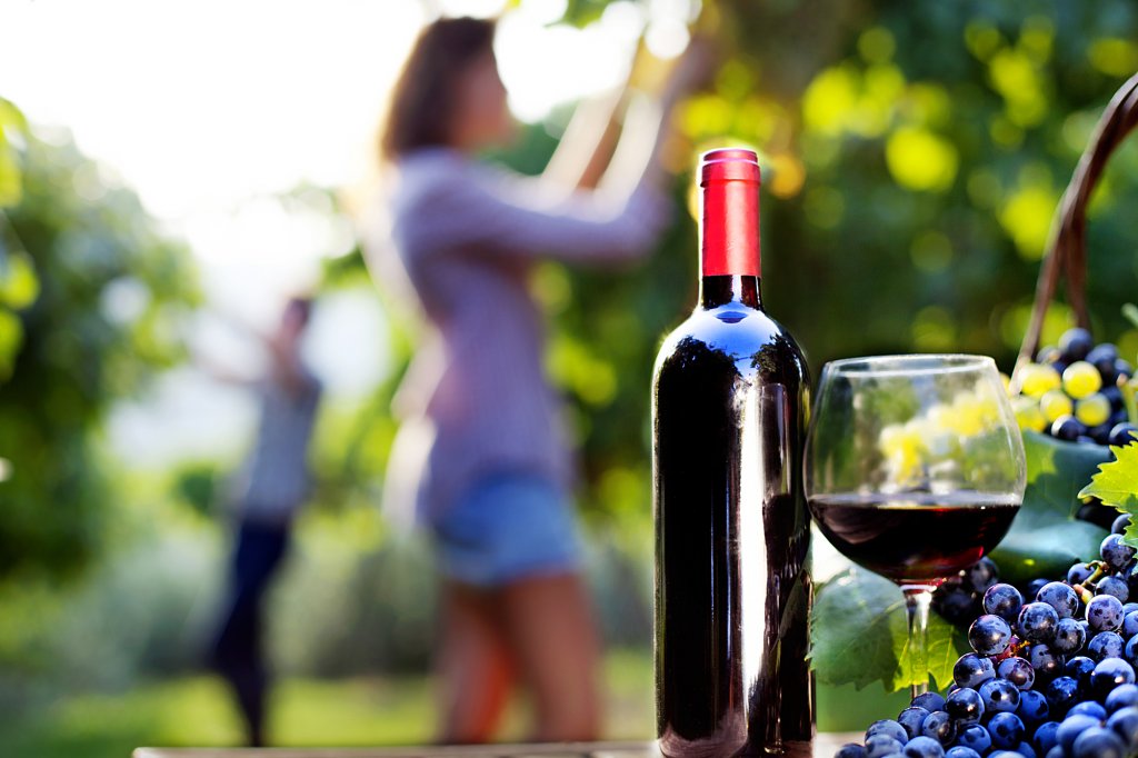 Vin mai puțin în 2023. Producția mondială a ajuns la cel mai mic nivel din ultimii 62 de ani