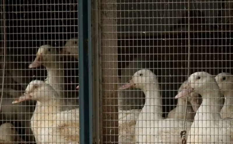 Focar de gripă aviară înalt patogenă H5N1 în Ungaria. În ce parte a țării a apărut virusul