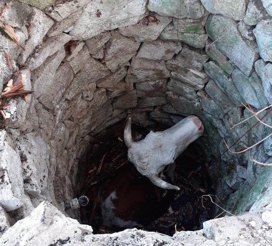 Vacă căzută într-o fântână de trei metri într-o localitate din Cluj, salvată de pompieri