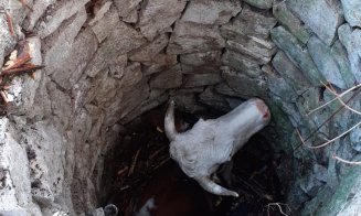 Vacă căzută într-o fântână de trei metri într-o localitate din Cluj, salvată de pompieri