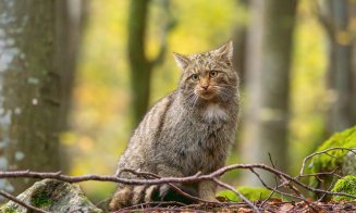 Frumuseți ale naturii! Exemplar rar întâlnit de pisică sălbatică, surprins şi fotografiat în Parcul Naţional Retezat