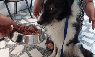 De la o postare share-uită din Cluj... Povestea lui Pedro, un cățel cu meningită spinală salvat dintr-o benzinărie. Acum îşi caută stăpâni