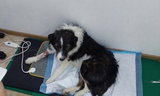 De la o postare share-uită din Cluj... Povestea lui Pedro, un cățel cu meningită spinală salvat dintr-o benzinărie. Acum îşi caută stăpâni